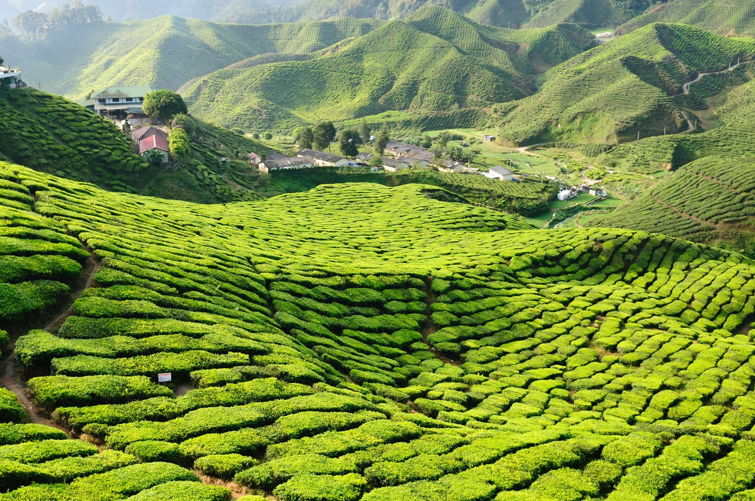 Cameron Highlands Day Trip
