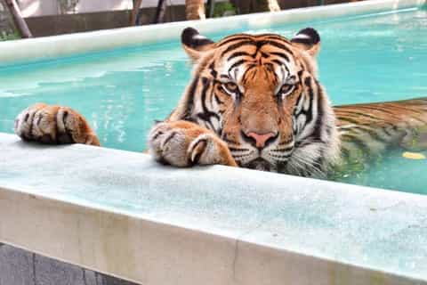 Visit to Tiger Kingdom Walk Around Ticket