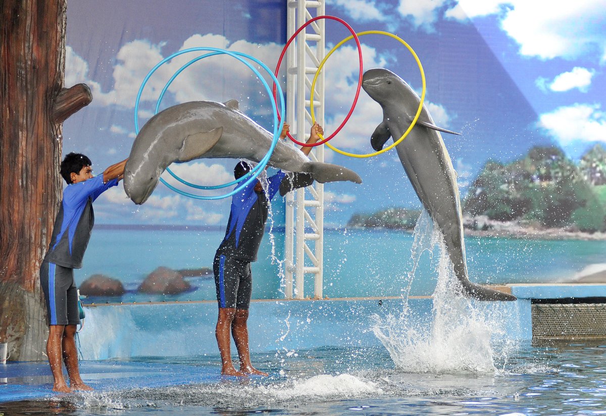 Dolphin Show