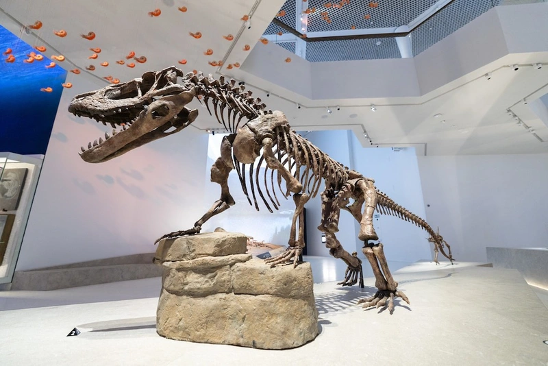 Visit To Natural History Museum Abu Dhabi