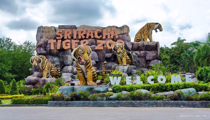 Visit To Tiger Topia Sriracha Zoo With Tiger Show