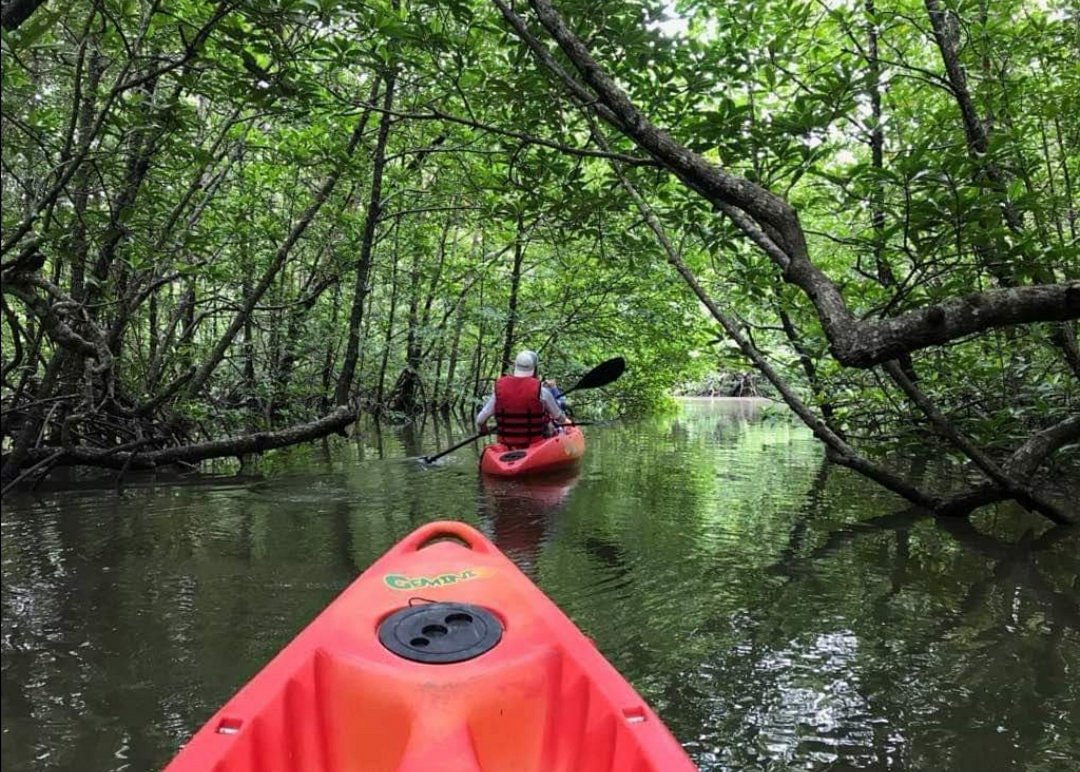Mangrove Forest & Cave Exploration At Langkawi ( from North Hotel ) 